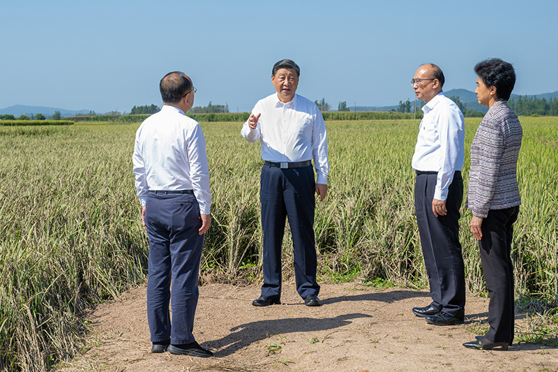 9月6日至8日，中共中央總書記、國家主席、中央軍委主席習(xí)近平在黑龍江考察。這是7日上午，習(xí)近平在遭受洪澇災(zāi)害的哈爾濱尚志市老街基鄉(xiāng)龍王廟村，察看水稻受災(zāi)情況。